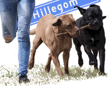 uitlaatservice Hillegom, Nieuw-Vennep, hondenuitlaat hond uitlaat